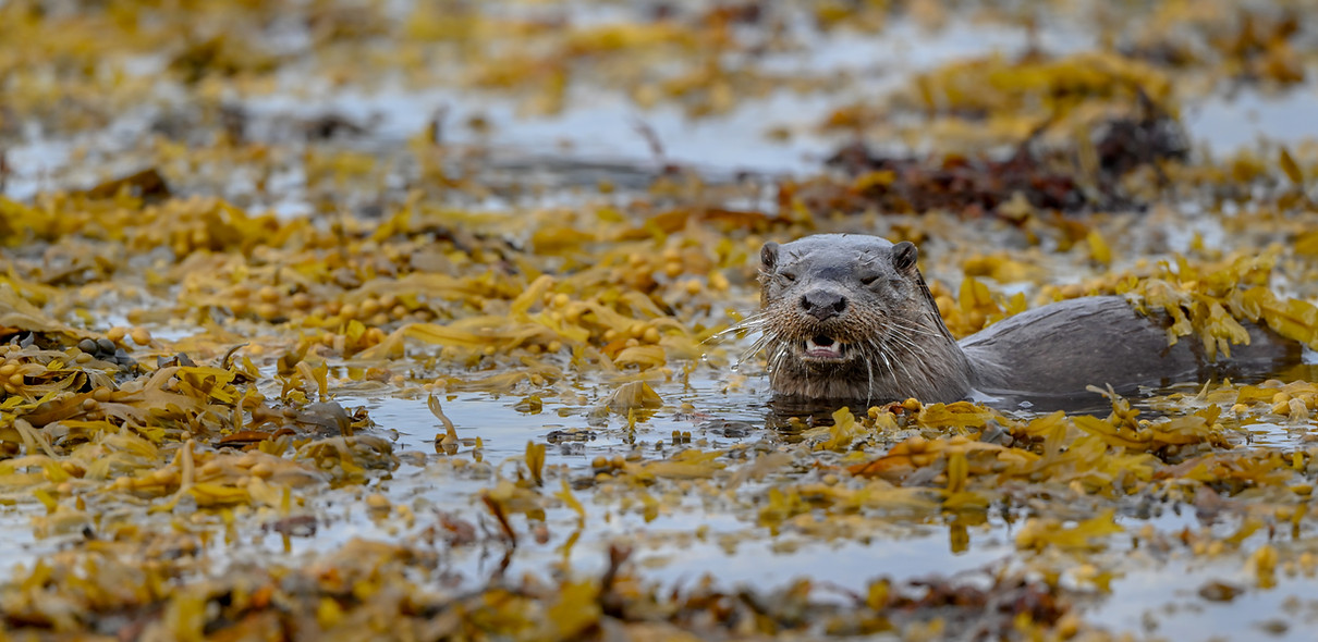 Lara Jackson Wildlife Otter photography workshop Isle of Mull