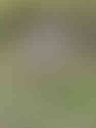 Culloden Battlefield