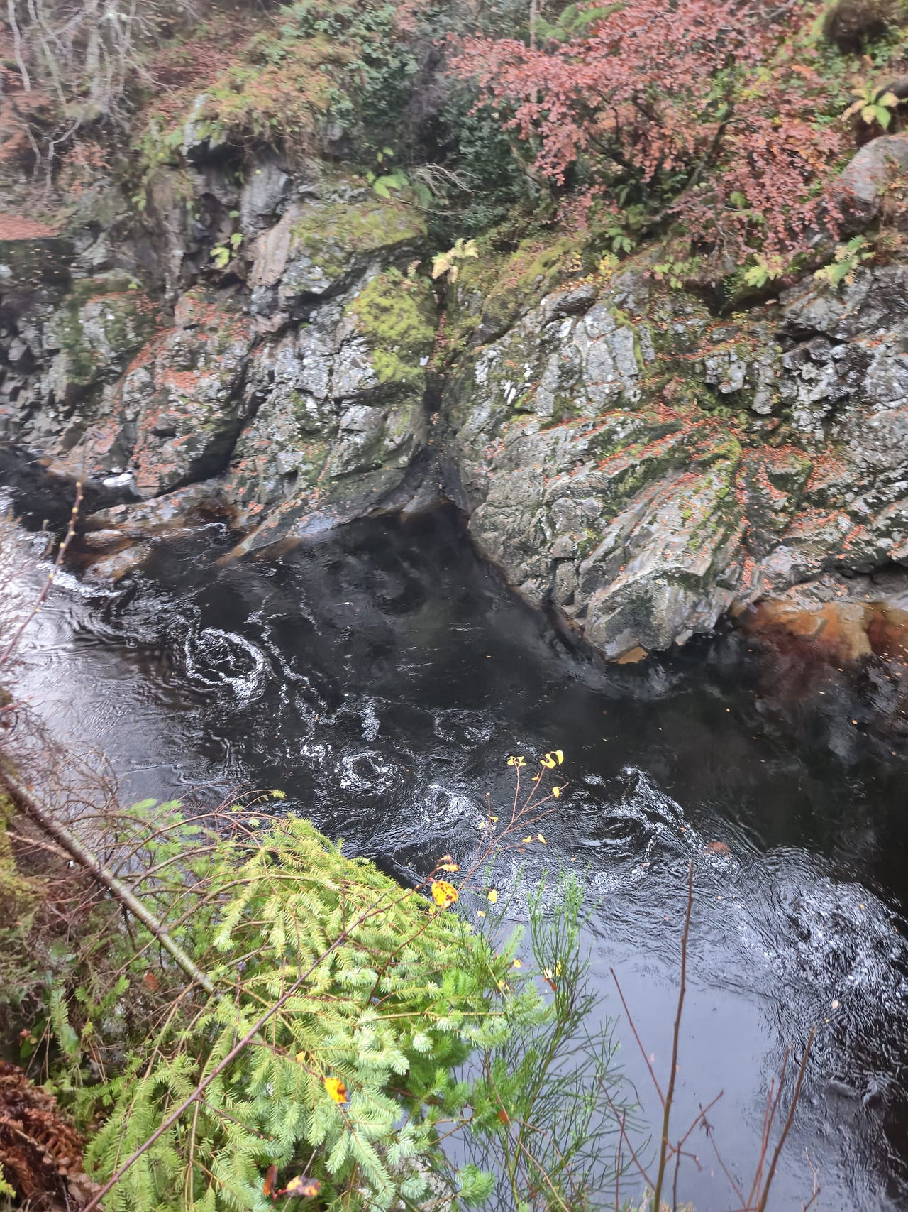 Randalphs Leap