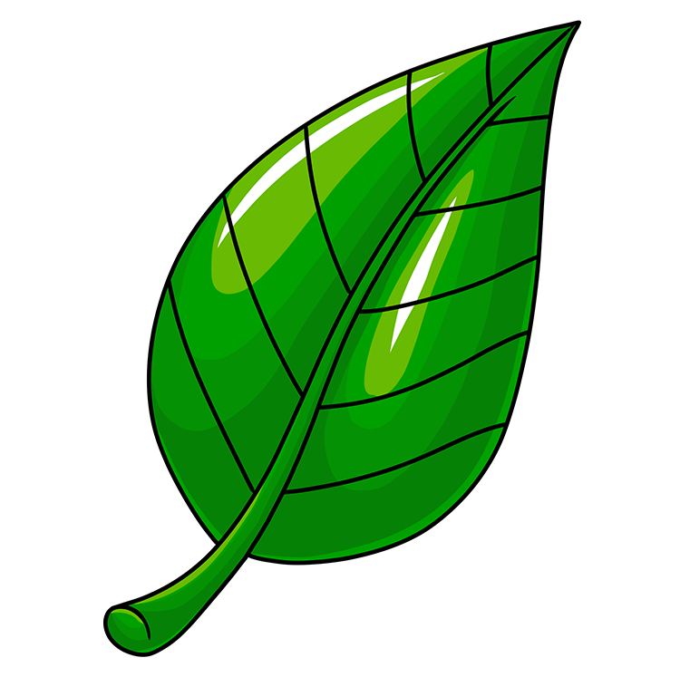 An illustration of a green leaf.