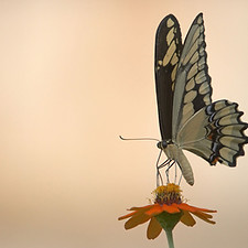 White Butterfly