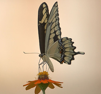 Butterfly on Flower