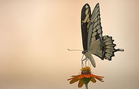 White Butterfly