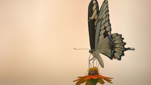 Life With Chronic Pain: The Introduction