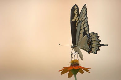 White Butterfly