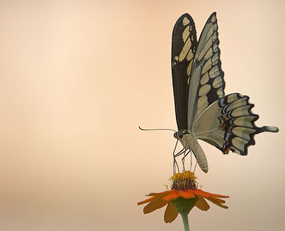 White Butterfly