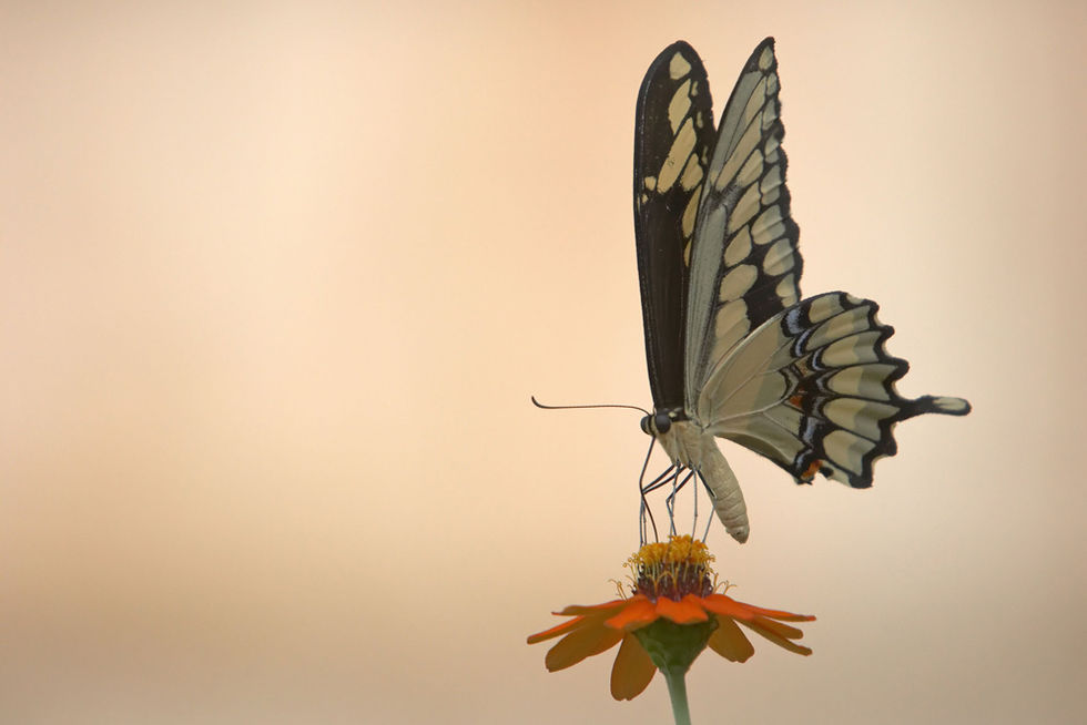 Don't Despair thy Wilted Flower