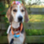 Siggi + Headlamps