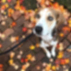 Siggi Fall Leaves