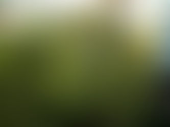 W poniedziałek poznamy Bydgoskie Drzewo Roku i interesującego ekologa