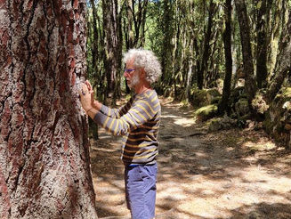 L'énergie des arbres