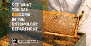 Entomology Postcard Design