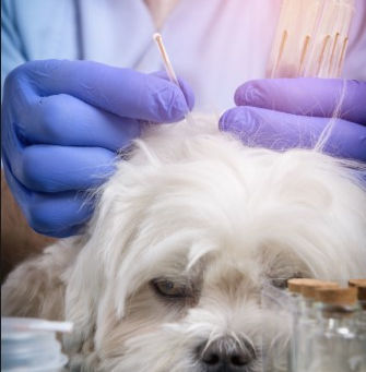 If you love acupuncture, don’t you think your pet would love it, too?