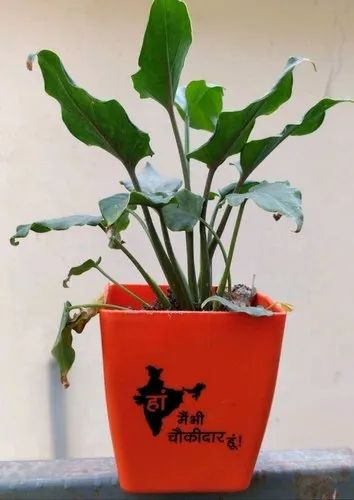 Garden's Need — Blossom 5" Main Bhi Chaukidaar Pot — 12.7 cm (5")