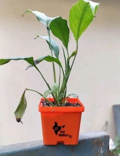 Garden's Need — Gift A Plant Main Bhi Chaukidaar Pot — 10.16 cm (4")