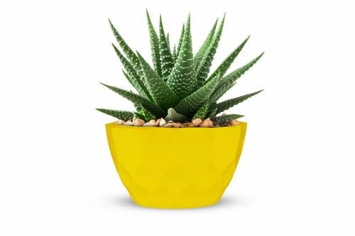 Garden's Need — Plastic Flower Pot — 5.5 Inch