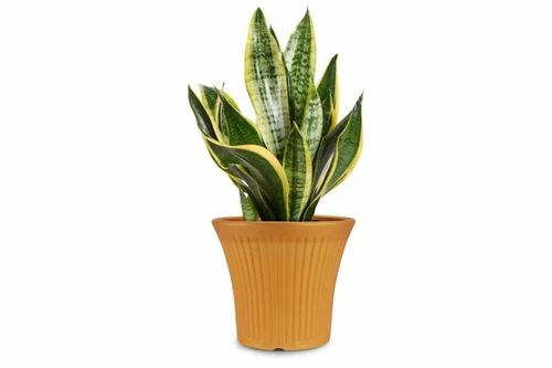 Garden's Need — Plastic Flower Pot — 6 Inch