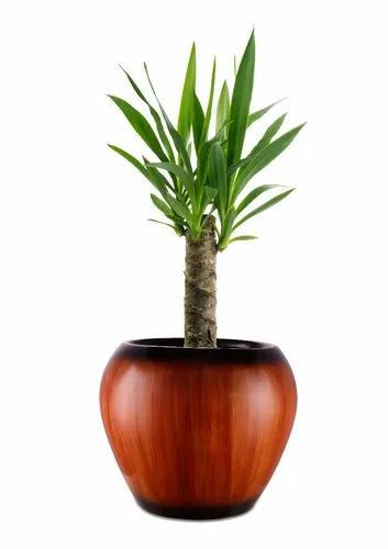 Garden's Need — Small Apple Pot Wooden