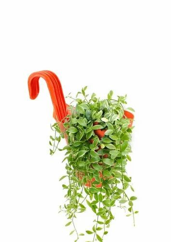 Garden's Need — New i Smart Pot-07" Fresh — 17.78 cm (07 INCH)