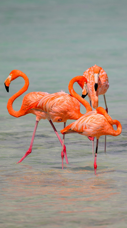 flamingoes.png