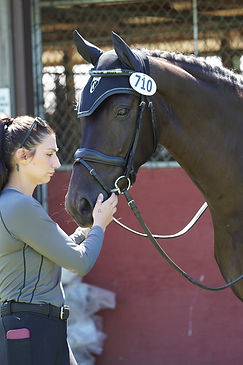 Mel inspecting a horse.JPG