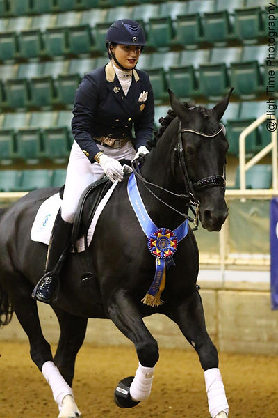 FEI GRAND PRIX HORSE