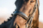 Dutch Warmblood Dressage Horse.jpg