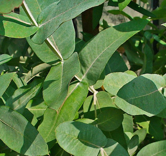 Eucalyptus globulus