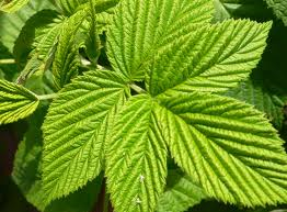 Framboisier sauvage bio