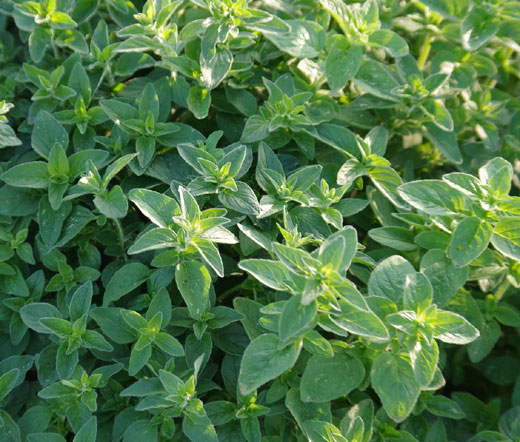 Origan bio