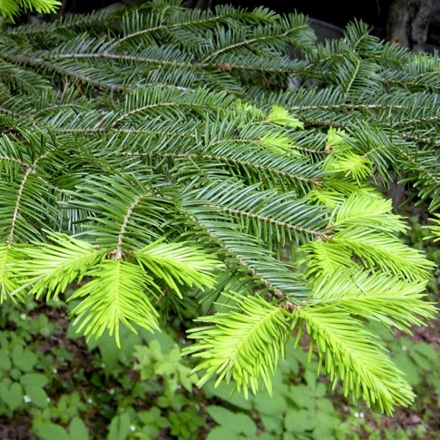 Sapin bio