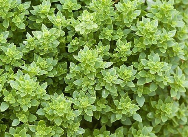 Basilic grec bio