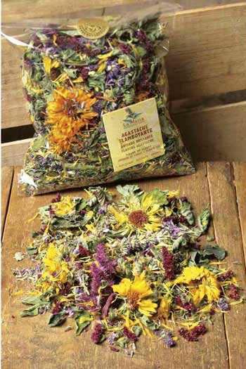 Agastache flamboyante