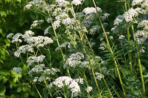 Valériane bio- fleurs