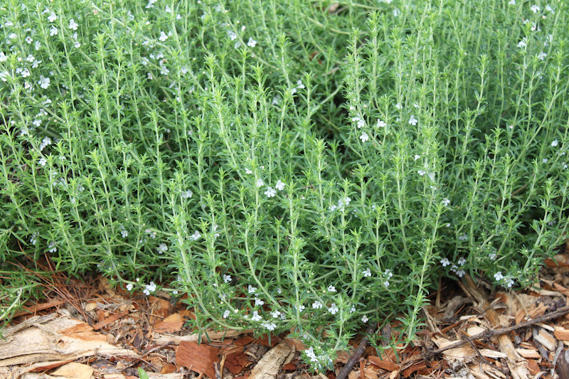 Sarriette d'été bio