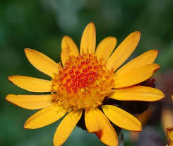 Onguent Arnica & Consoude