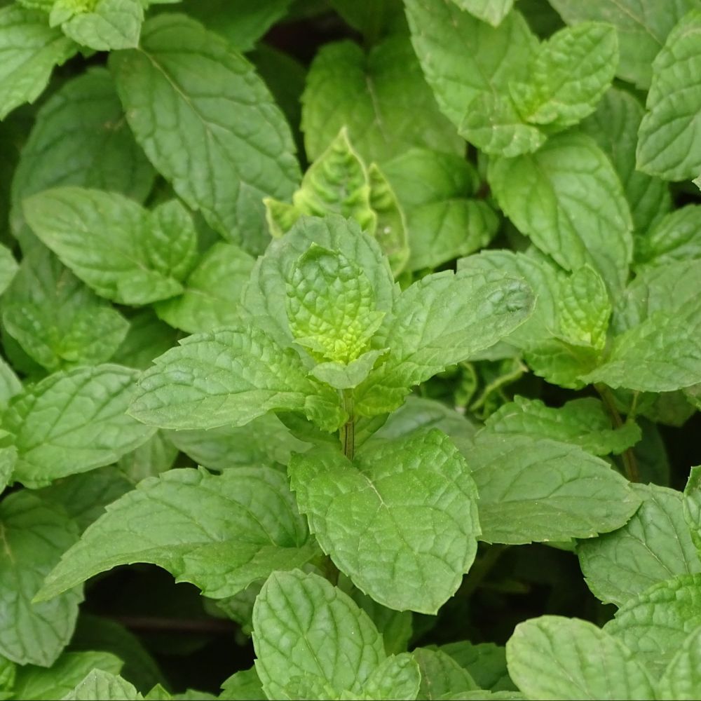 Menthe verte bio
