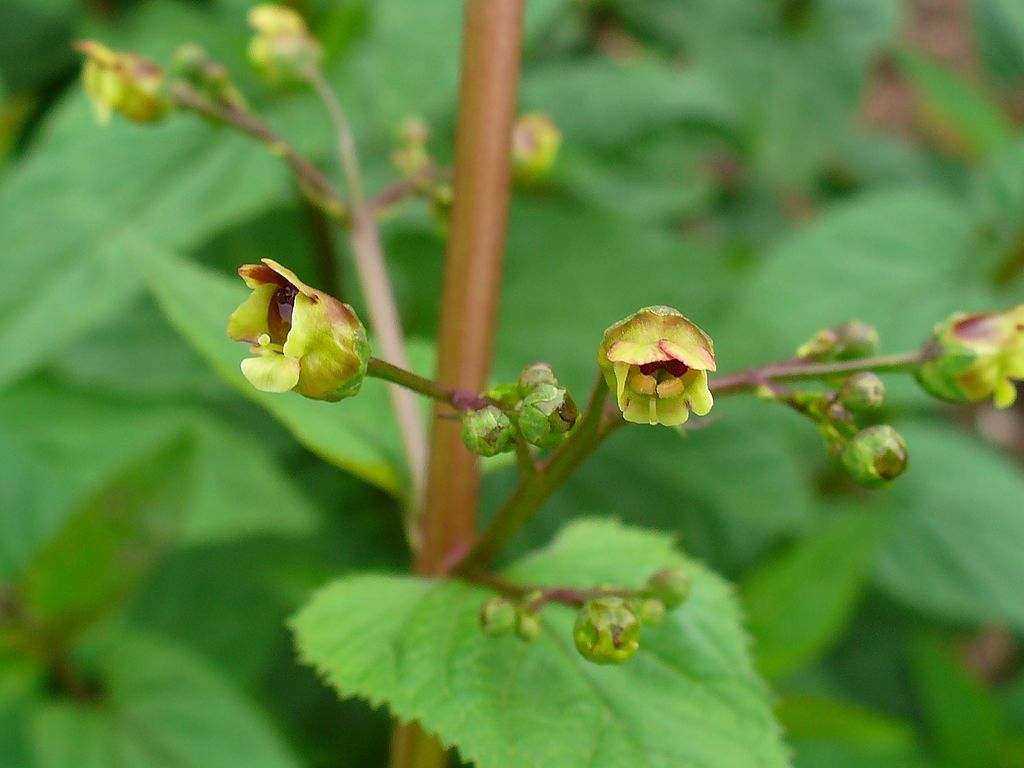 Scrophulaire bio