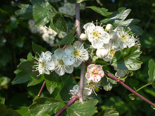 Aubépine bio