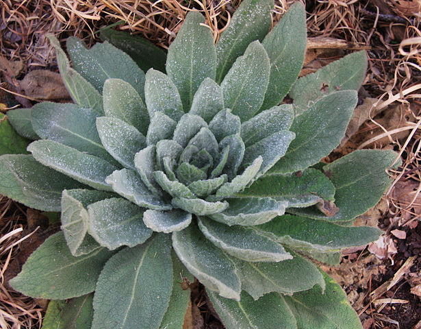Molène bio