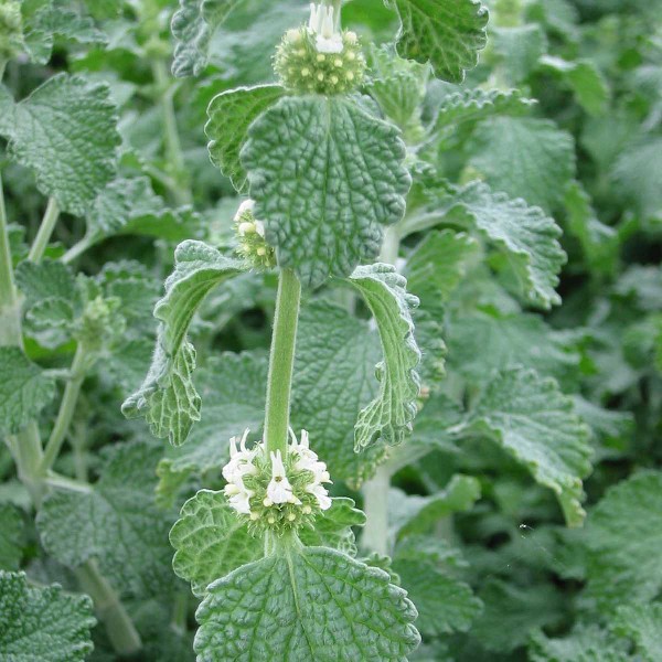 Marrube bio