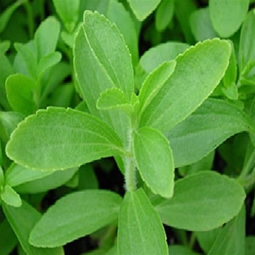 Stevia bio