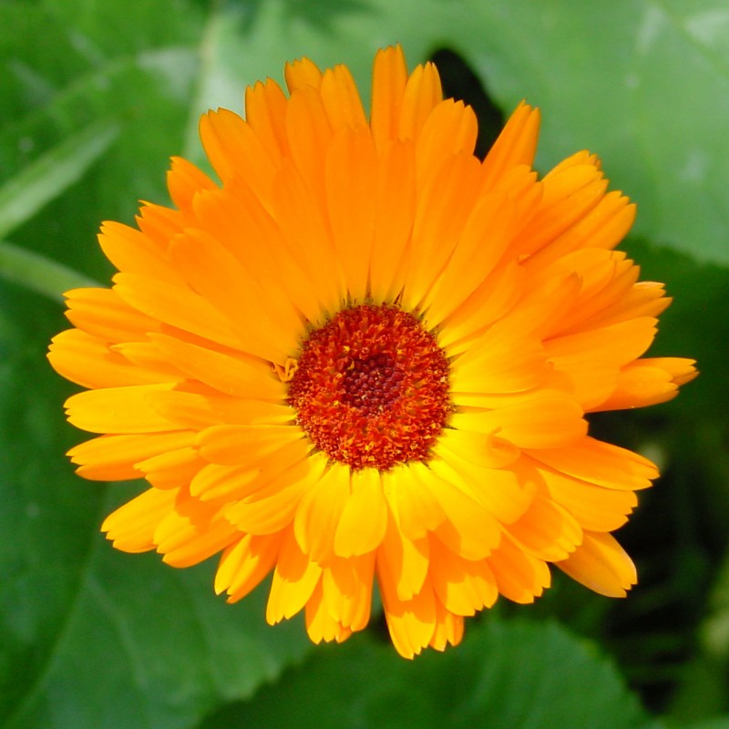 Onguent de calendula