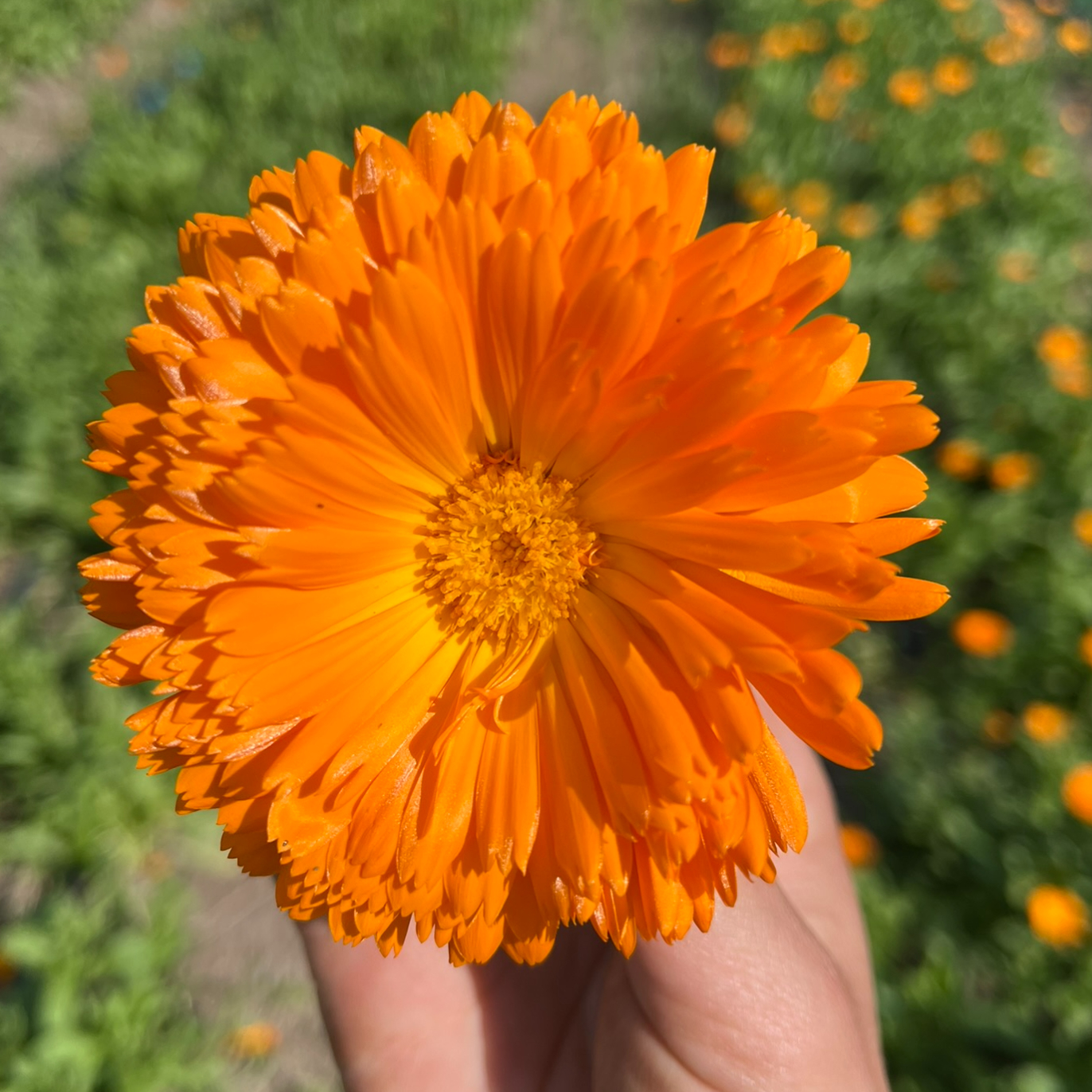 Calendule bio
