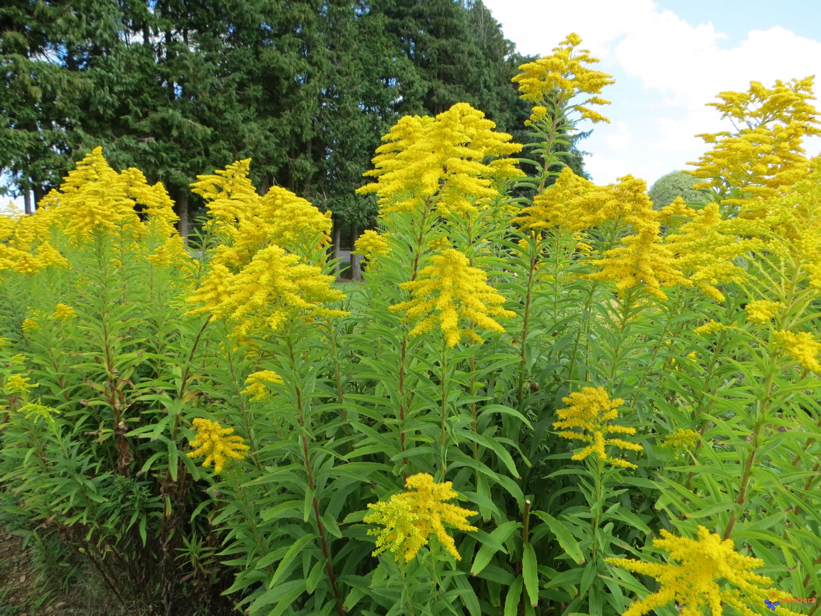 Verge d'or bio
