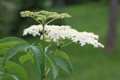 Sureau bio- fleurs