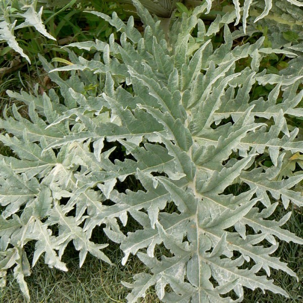 Artichaut bio