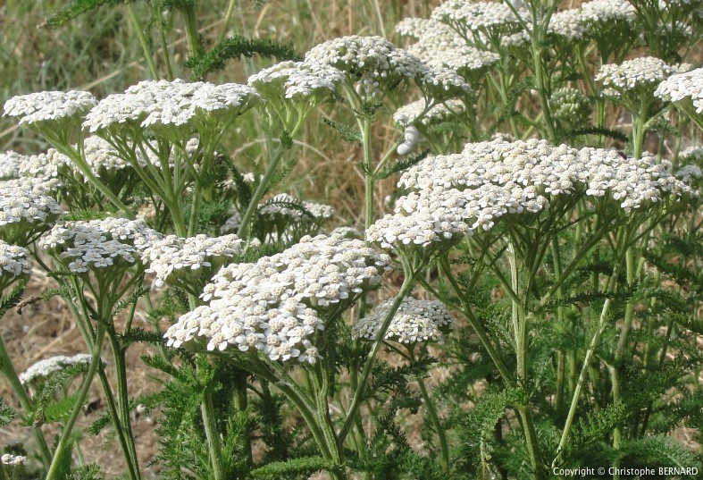 Achillée millefeuille bio