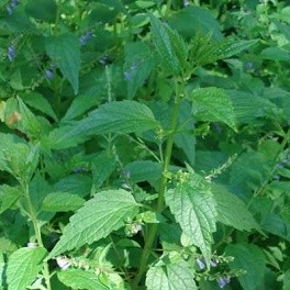 Scutellaire bio