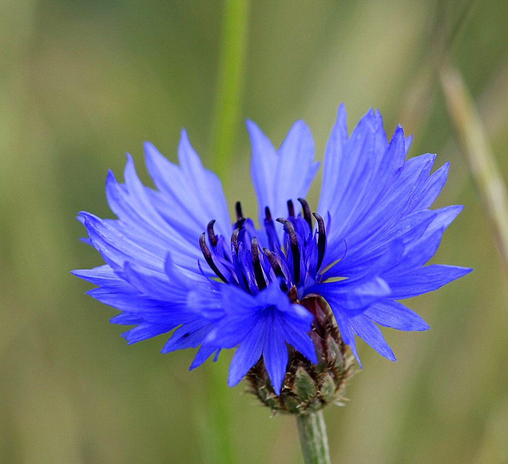 Centaurée bio